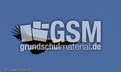 Mönchsgeier (2 von 9).jpg